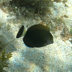 Acanthurus dussumieri
