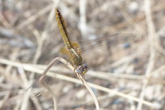 Crocothemis erythraea