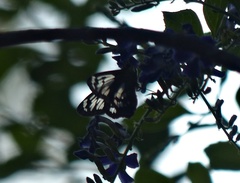 Phanus australis
