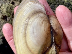 Anodonta anatina