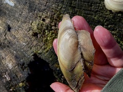 Anodonta anatina