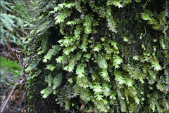 Cyathophorum bulbosum