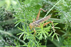 Kraussaria angulifera