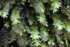 Cyathophorum bulbosum