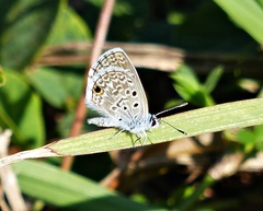 Hemiargus hanno hanno