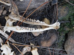 Raphicerus melanotis