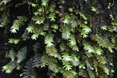 Cyathophorum bulbosum