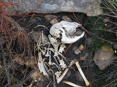 Raphicerus melanotis