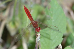 Crocothemis erythraea