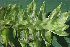 Cyathophorum bulbosum