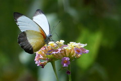 Mylothris chloris chloris