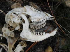Raphicerus melanotis