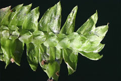 Cyathophorum bulbosum