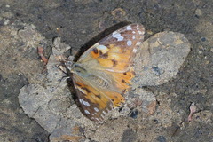 Vanessa cardui
