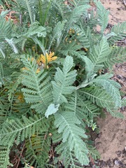 Tanacetum bipinnatum