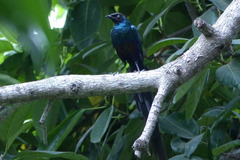Lamprotornis caudatus