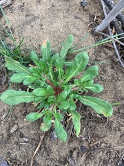 Chorizanthe cuspidata