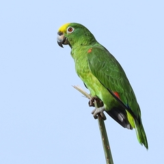 Amazona ochrocephala
