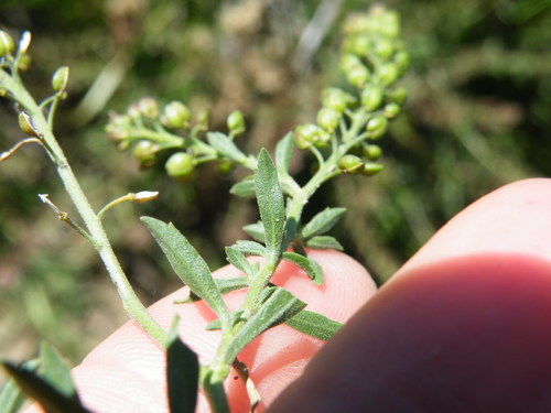Image of Lepidium africanum by (c) Antoinette Eyssell Knox, some rights reserved (CC BY-SA)
