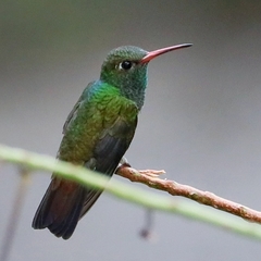 Chionomesa fimbriata