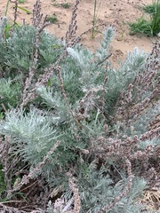 Artemisia pycnocephala