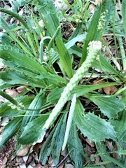 Plantago serraria