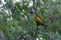 Poicephalus senegalus