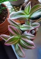 Tradescantia fluminensis