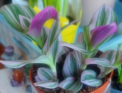 Tradescantia fluminensis