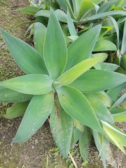 Agave attenuata