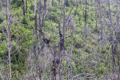 Dendrobium speciosum hillii
