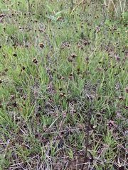 Juncus falcatus