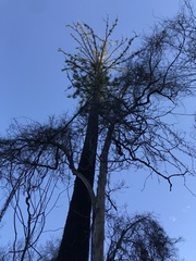 Araucaria cunninghamii