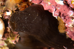 Phallusia fumigata