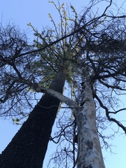 Araucaria cunninghamii