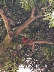Sciurus granatensis
