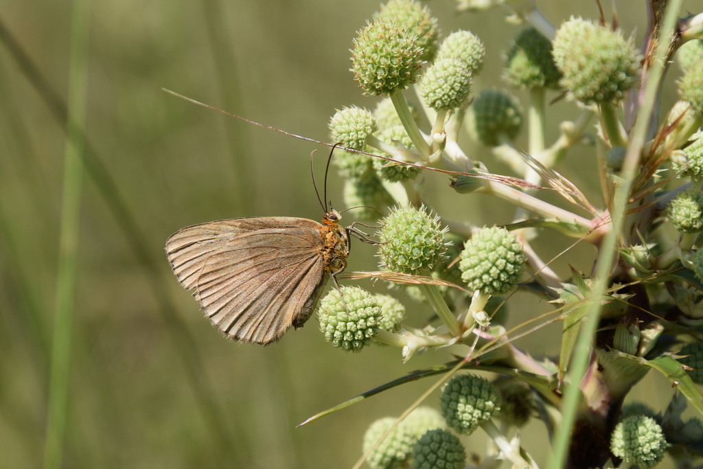 Aricoris monotona