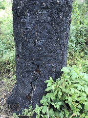 Araucaria cunninghamii