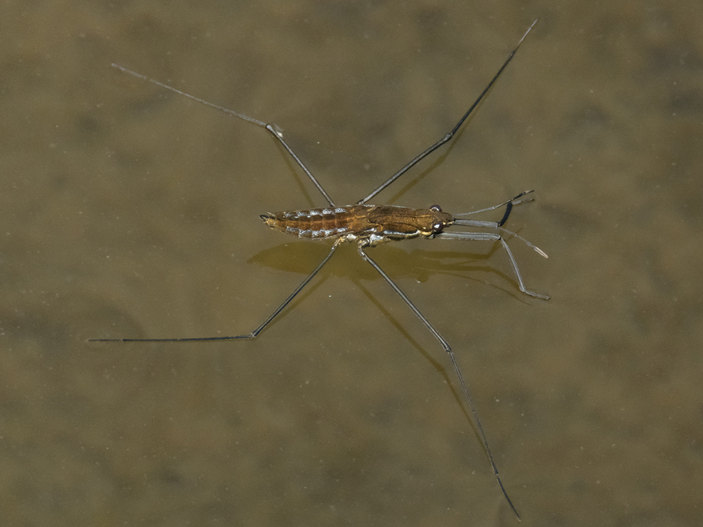 Aquarius chilensis