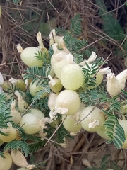 Astragalus armatus image
