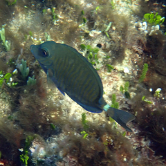 Prionurus maculatus