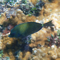 Prionurus maculatus
