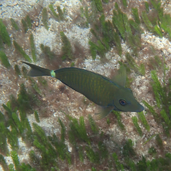 Prionurus maculatus