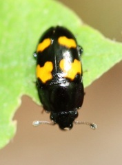 Glischrochilus fasciatus