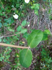 Lonicera implexa