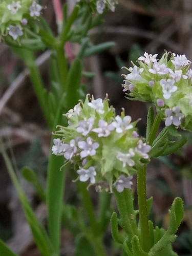 Valerianella coronata iNat (3)