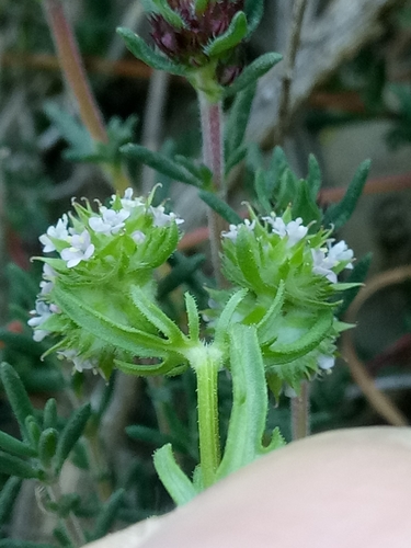Image of Valerianella coronata by (c) Karim Haddad, some rights reserved (CC BY)