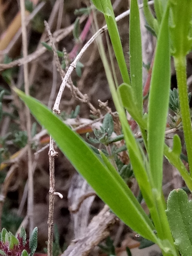 Valerianella coronata image