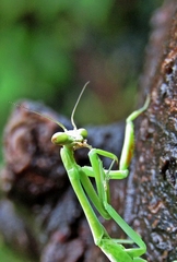 Parastagmatoptera unipunctata