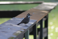 Cinclodes atacamensis